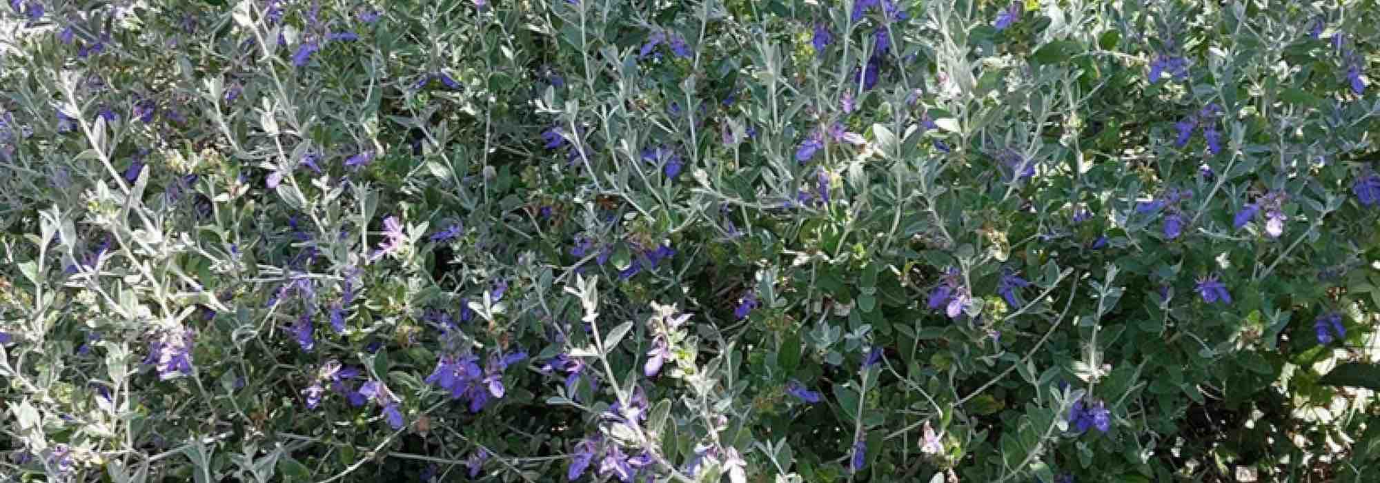 Les meilleurs arbustes de garrigue