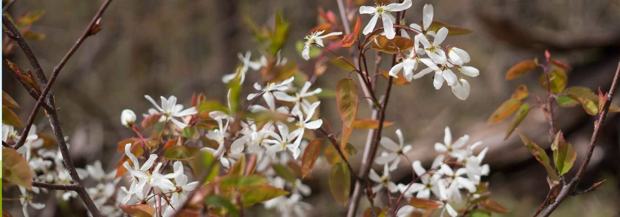 7 arbustes incontournables en forêt jardin