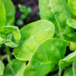 Cultiver l'arroche, un légume ancien à la saveur d'épinard