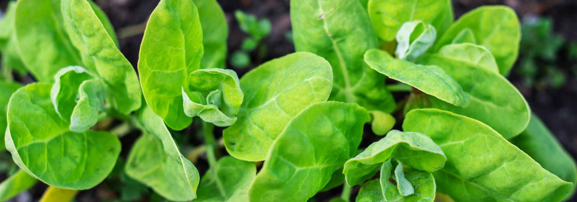 Cultiver l'arroche, un légume ancien à la saveur d'épinard