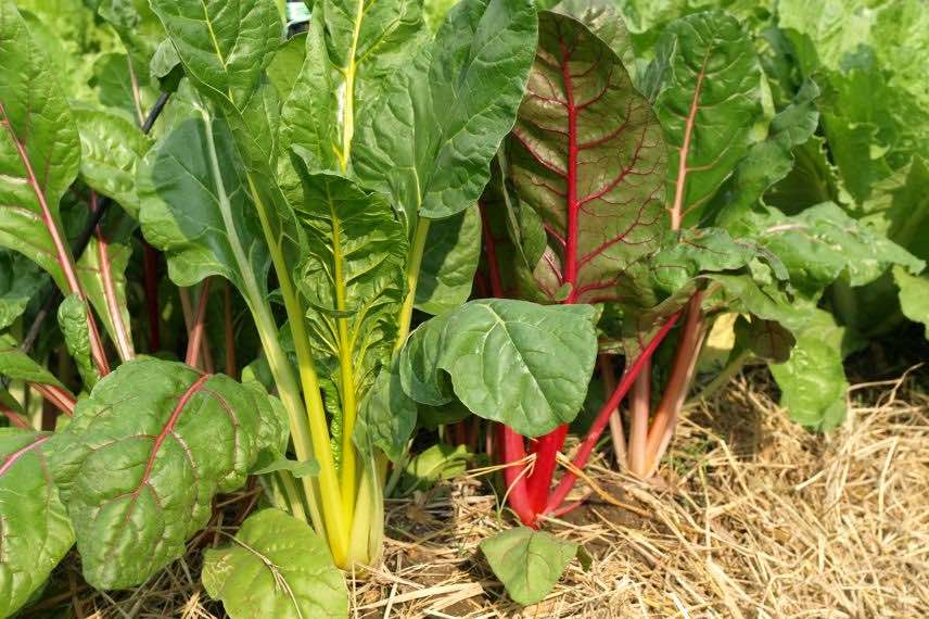 paillage potager bettes