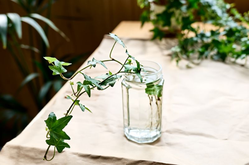 Multiplier le lierre dans un verre d'eau