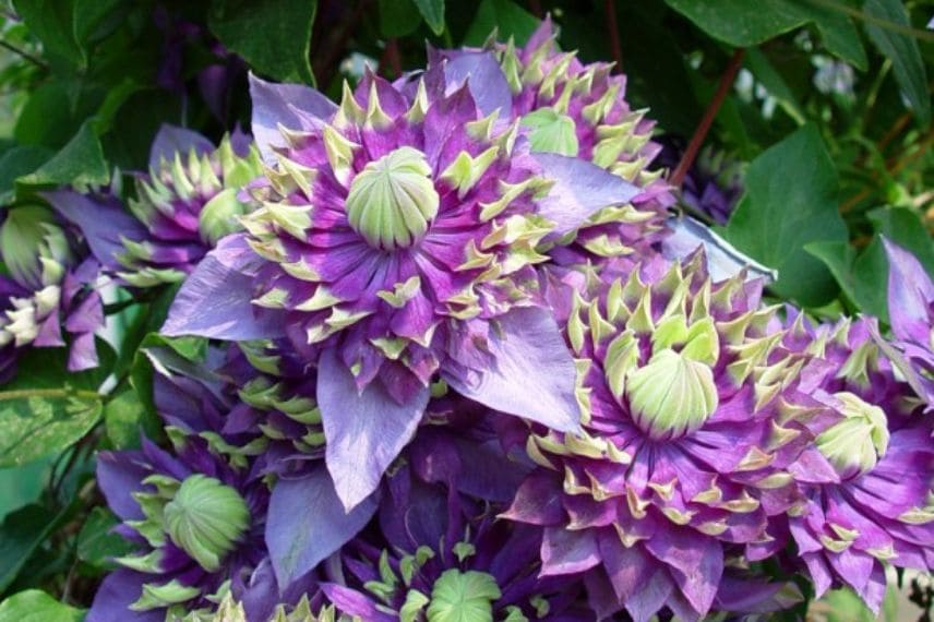 Clématite 'Taiga' aux fleurs violettes