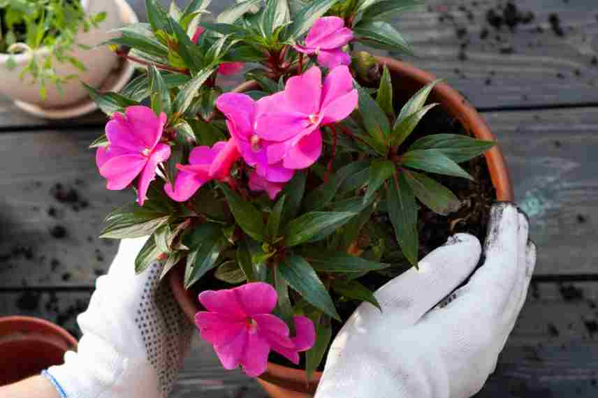 cultiver impatiens en pot