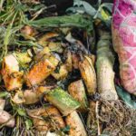 Déchets organiques : que peut-on mettre au compost ?