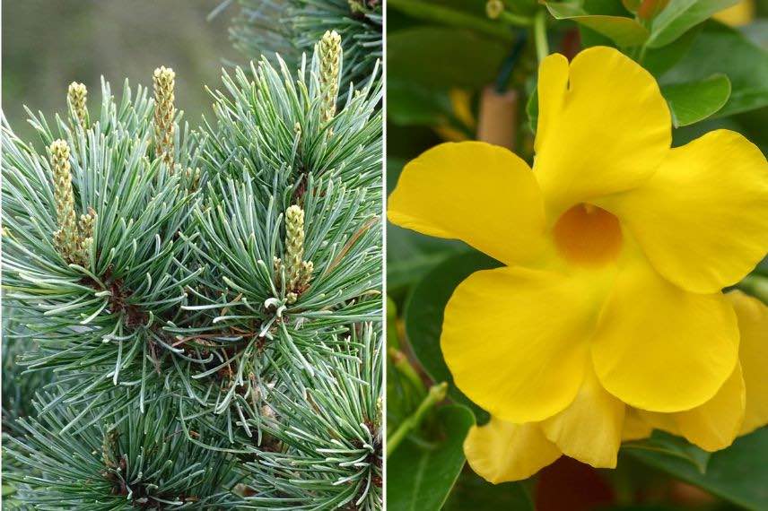 pin nain et fleur jaune de bignone