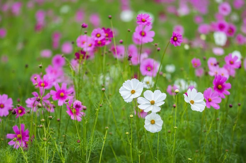 fleurs roses et blanches de cosmos