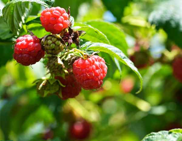 Comment planter une haie de framboisiers ?