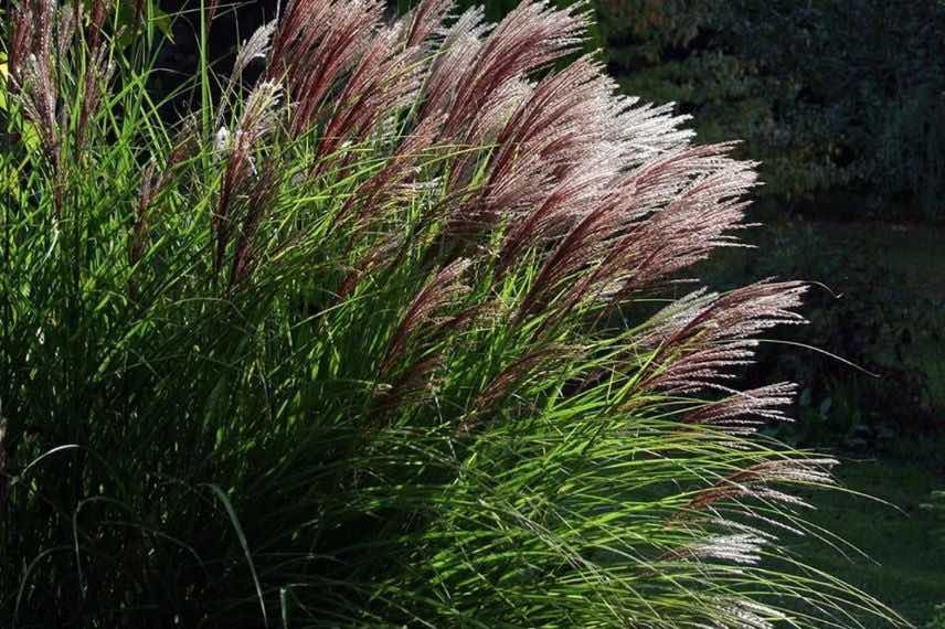 Panicules de Miscanthus 