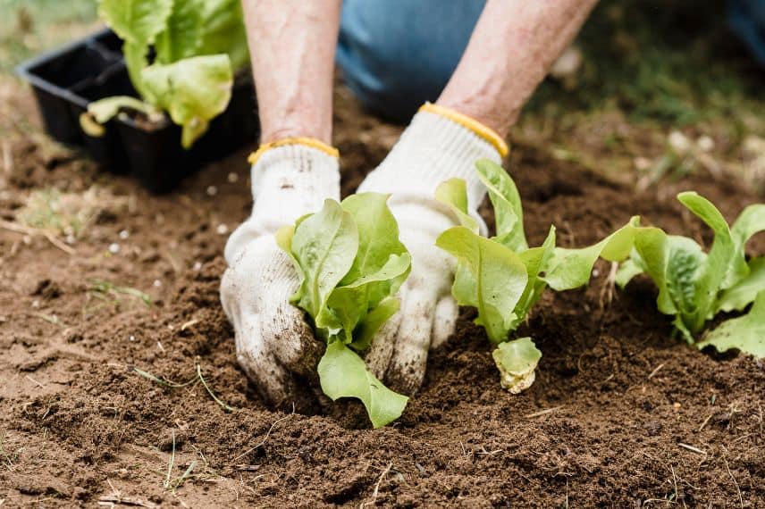 faire son propre potager