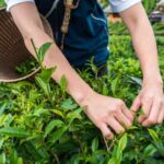 Cultiver du thé en France, c’est possible ?