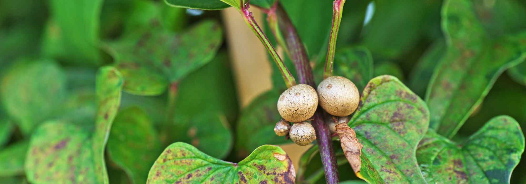 Potager et permaculture : découvrez la culture de l'Igname de Chine