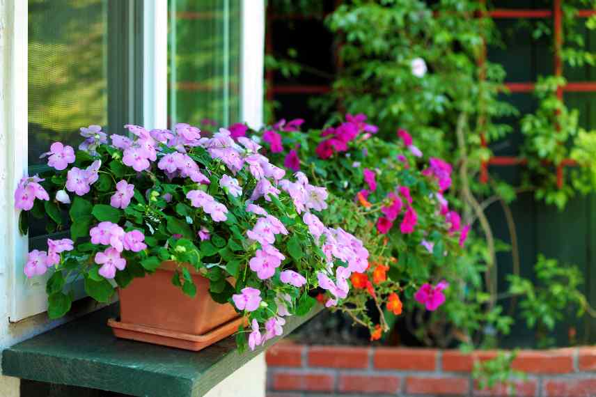 impatiens pour balcon pot terrasse jardiniere