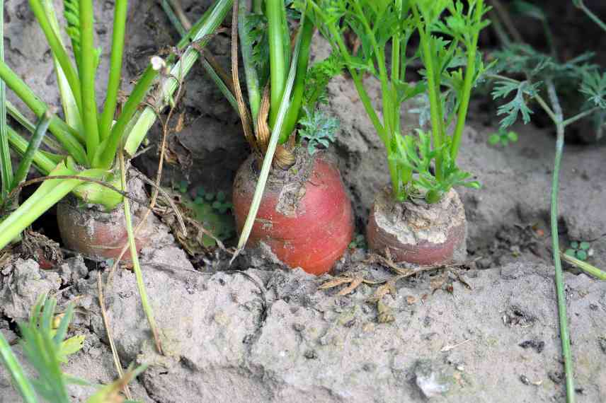 rongeurs degats potager jardin comment faire