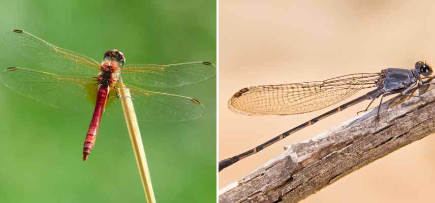 libellule vs demoiselle