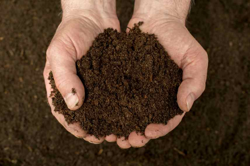 fertiliser naturellement une pelouse