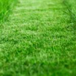 Entretien écologique de la pelouse : suivez notre guide pratique !
