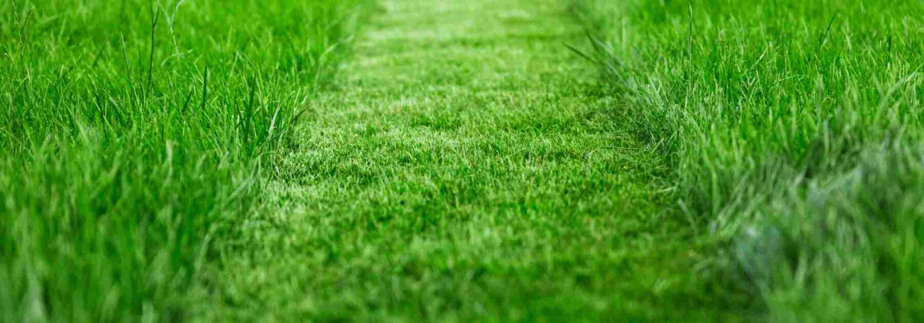 Entretien écologique de la pelouse : suivez notre guide pratique !