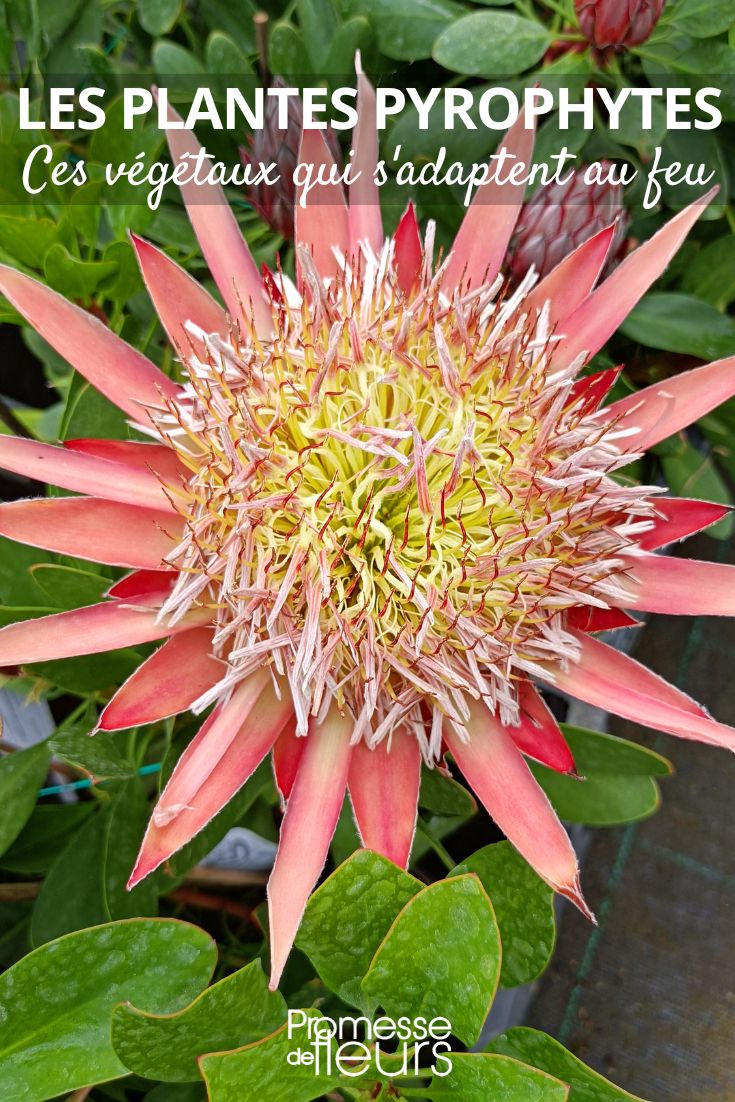 protea