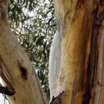 Ils résistent au froid : découvrez les Eucalyptus les plus rustiques