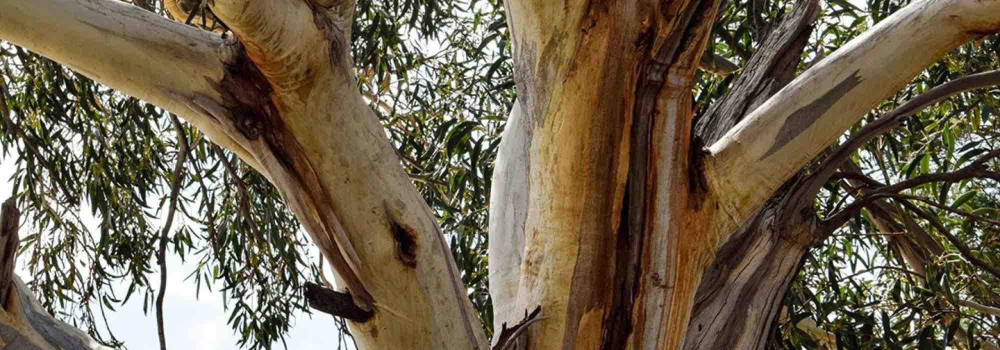 Ils résistent au froid : découvrez les Eucalyptus les plus rustiques