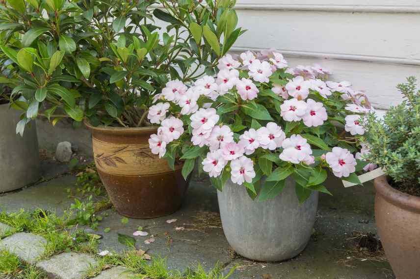 ou placer impatiens en pot