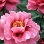 Comment avoir de belles pivoines au jardin ?