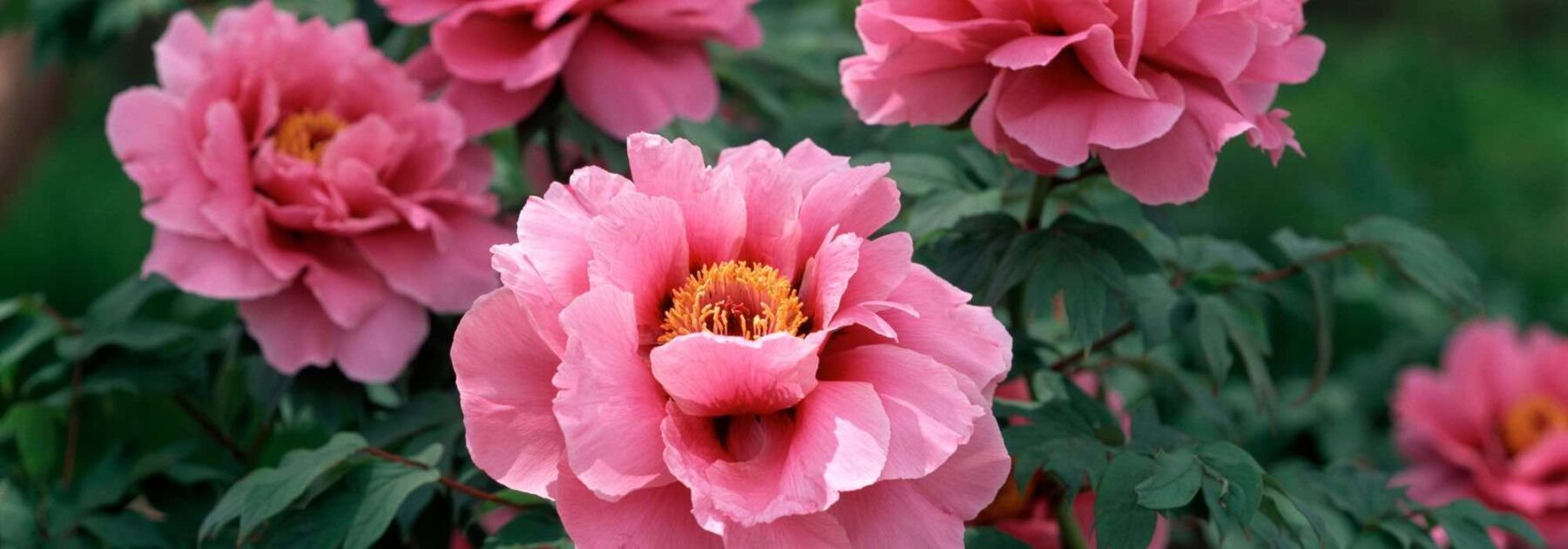 Comment avoir de belles pivoines au jardin ?