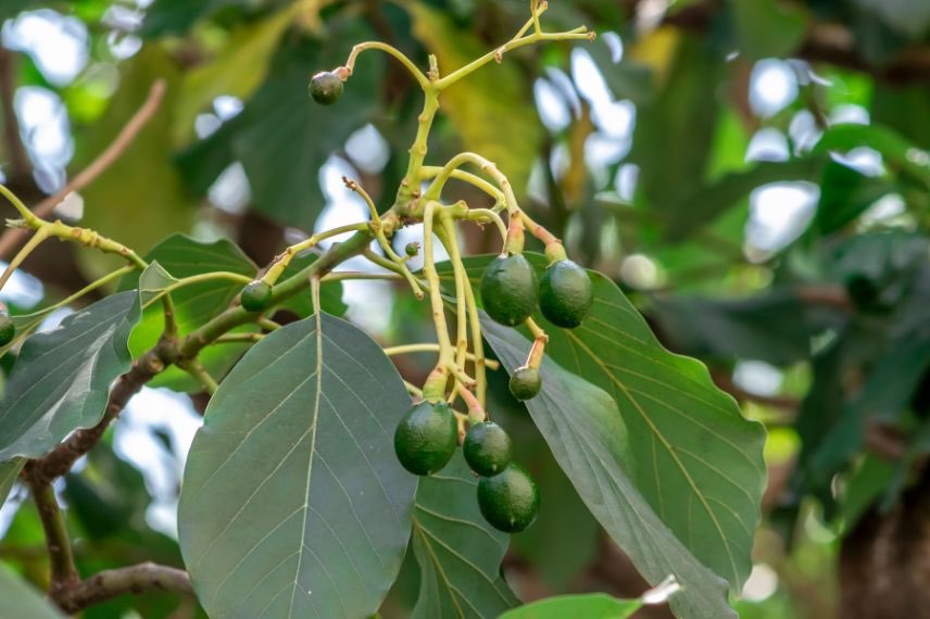 fruits de l'avocatier