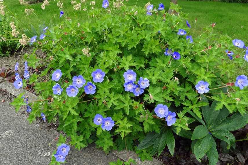 géranium à fleurs bleues