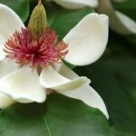 7 Magnolias majestueux pour grands jardins