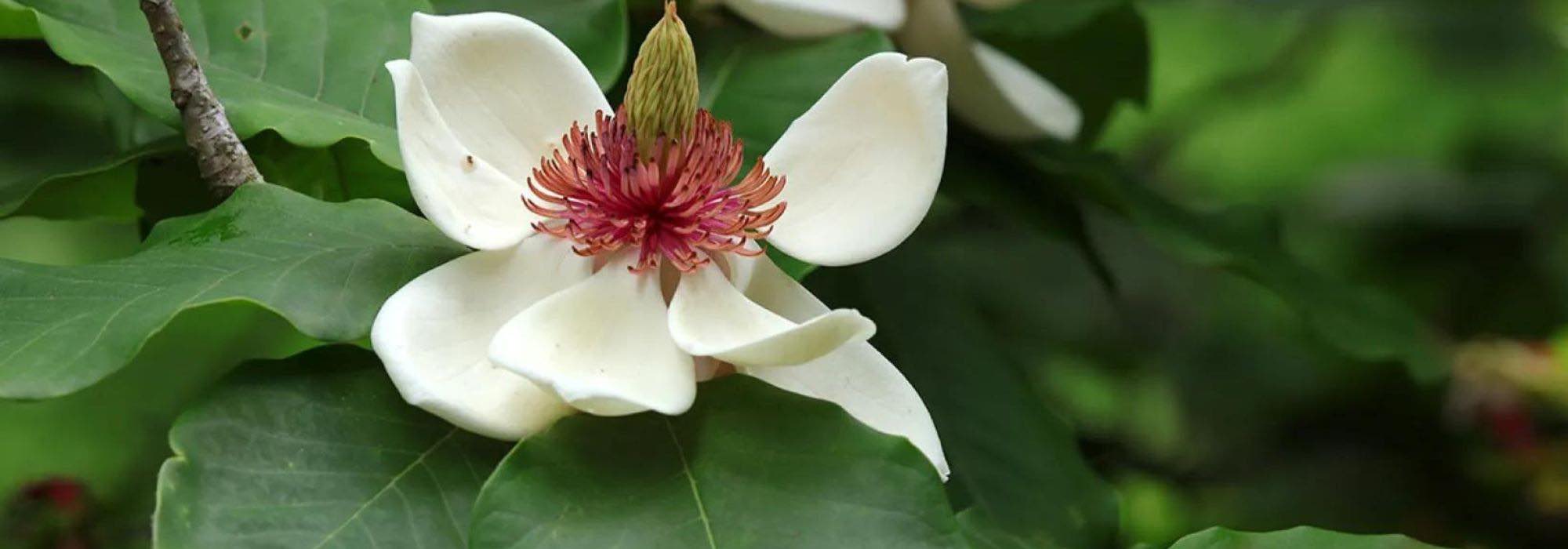 7 Magnolias majestueux pour grands jardins