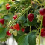 Comment planter des fraises dans une jardinière ?