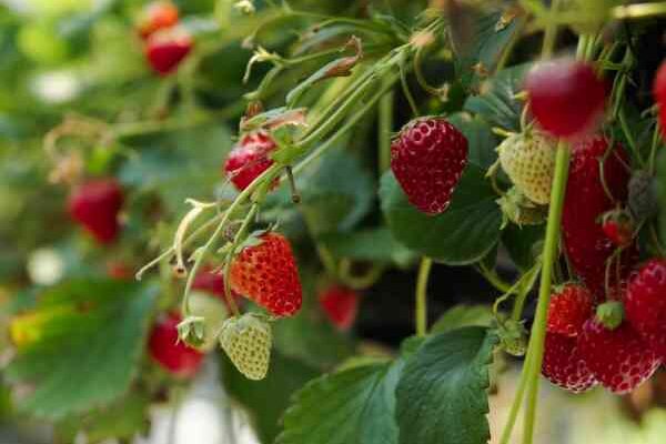 Comment planter des fraises dans une jardinière ?
