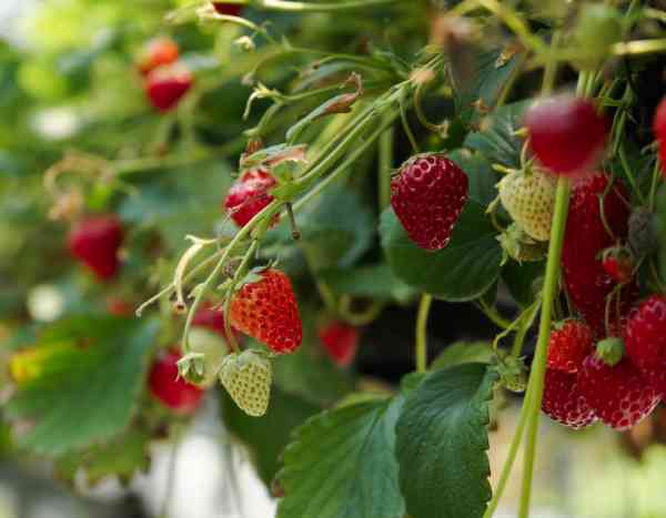 Comment planter des fraises dans une jardinière ?