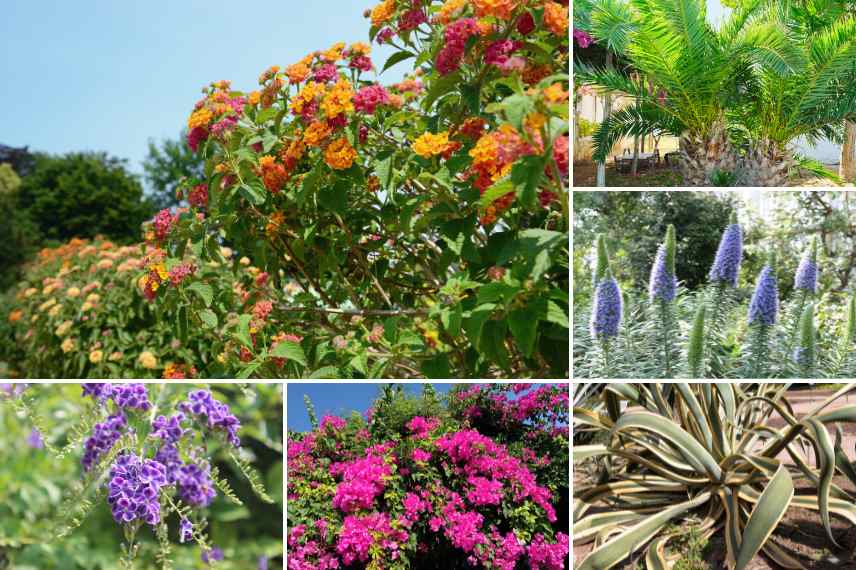 associer lantana haie mediterranee