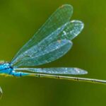 Libellules et demoiselles : quel est leur rôle au jardin ?