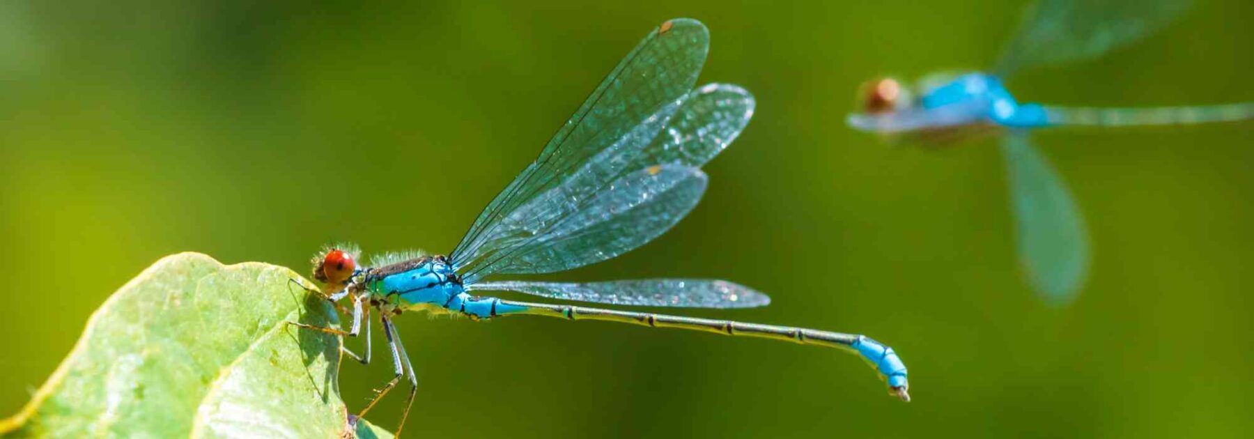 Libellules et demoiselles : quel est leur rôle au jardin ?