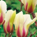 7 Magnolias pour pot, parfaits pour fleurir les petits espaces