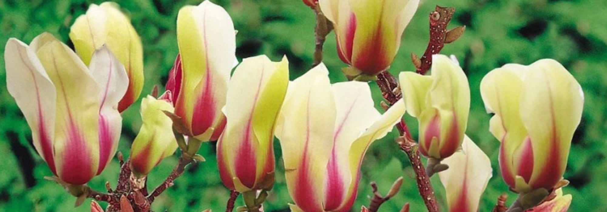 7 Magnolias pour pot, parfaits pour fleurir les petits espaces