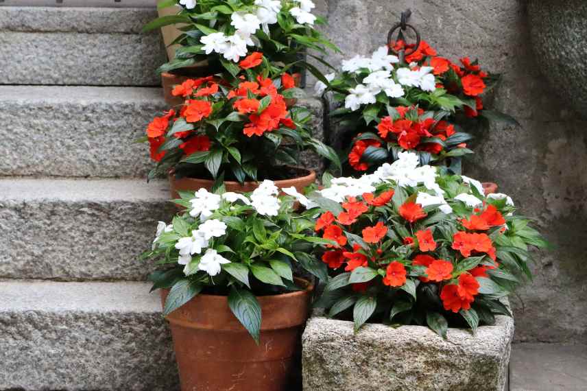 impatiens culture en pot