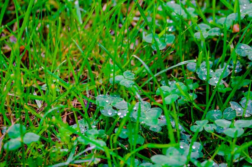 adventices dans pelouse, comment gerer mauvaises herbes dans la pelouse