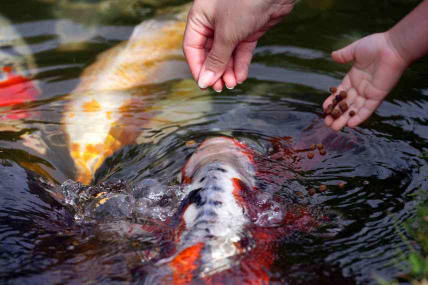 que faire au bassin au printemps