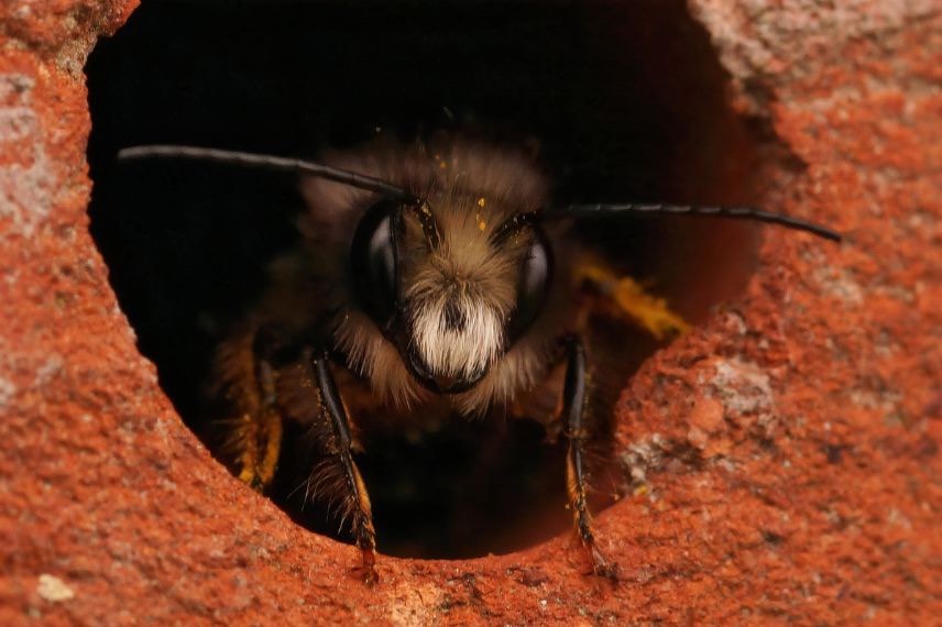 osmie ou abeille maconniere