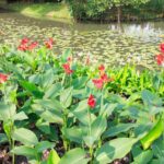 Où et comment planter les cannas ?