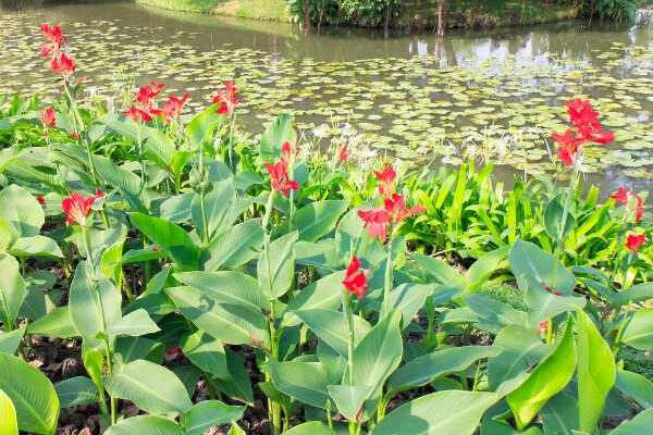 Où et comment planter les cannas ?