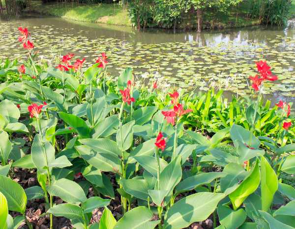 Où et comment planter les cannas ?