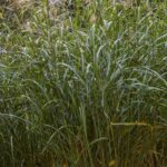 Paillage de Miscanthus : quels sont ses avantages et ses inconvénients ?