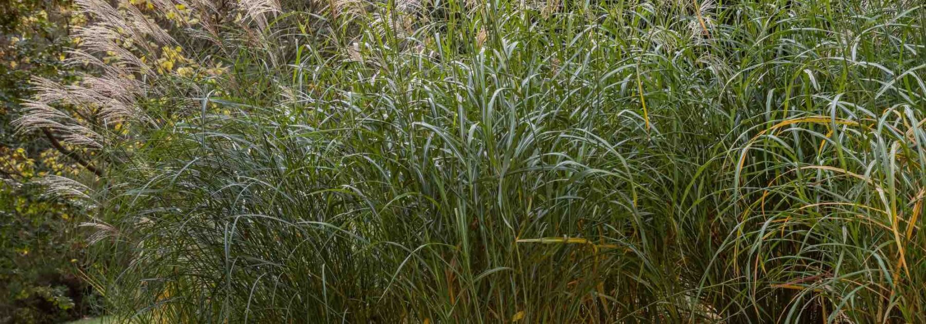 Paillage de Miscanthus : quels sont ses avantages et ses inconvénients ?