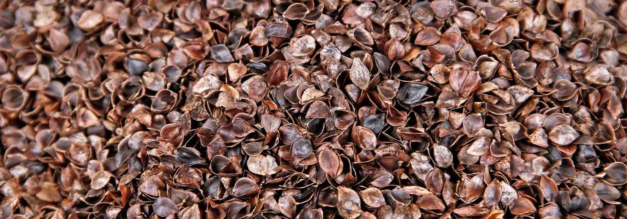 Cosses de sarrasin : pourquoi choisir ce paillis au jardin ?